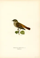 Redstart