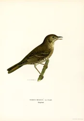 Redwing