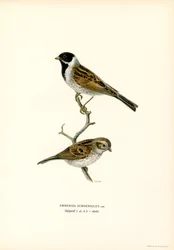 Reed Bunting