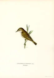 Reed Warbler