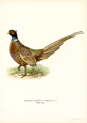 Ring-necked Pheasant