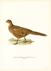 Ring-necked Pheasant