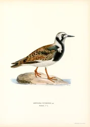 Ruddy Turnstone