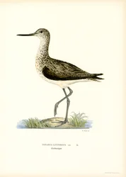Sandpiper