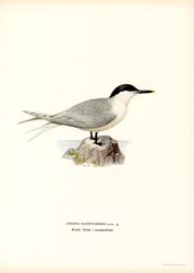Sandwich Tern