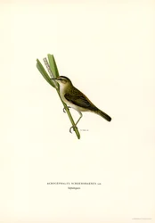 Sedge Warbler