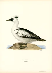 Smew