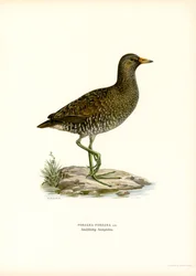 Spotted Crake
