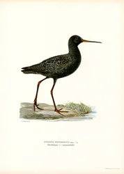 Spotted Redshank