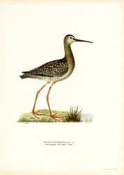 Spotted Redshank