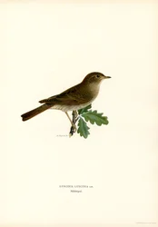 Thrush Nightingale