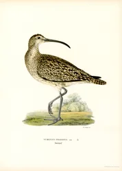Whimbrel