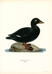 White-winged Scoter