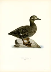 White-winged Scoter