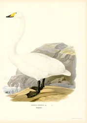 Whooper Swan