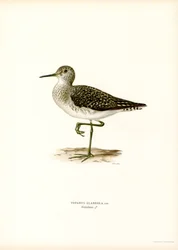 Wood Sandpiper