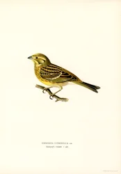 Yellowhammer (Emberiza citrinella)