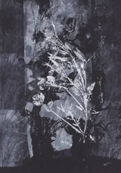 Black Nature