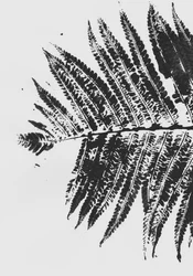 Botanical Fern Silhouette