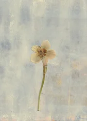 Delicate Pressed Flower