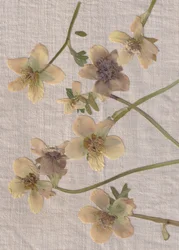 Delicate Pressed Flowers