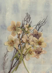 Delicate Pressed Flowers