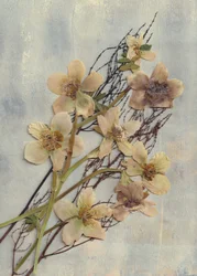 Delicate Pressed Flowers