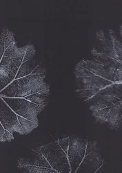 Monochrome Leaf Textures