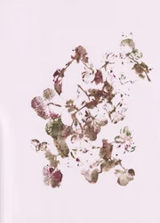 Muted Botanical Impressions