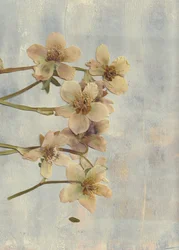 Soft Blue Pressed Blooms