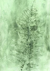 Subtle Fern Frond