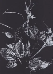 White Leaves on Black