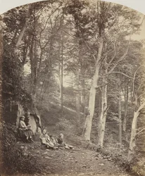 A Path Through a Wood