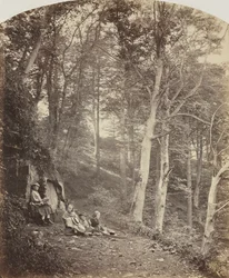 A Path Through a Wood