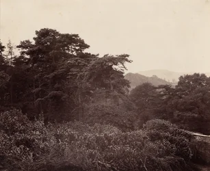 Study of Foliage, c. 1863