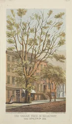 The Varian Tree in Broadway, between 26th & 27th Streets, 1864