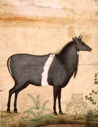 Nilgai (blue cow)