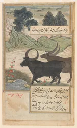 Two Blue Bulls and Two Hog Deer, from a Baburnama, c.1589