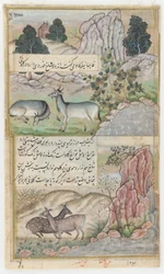 Two Wild Buffalo