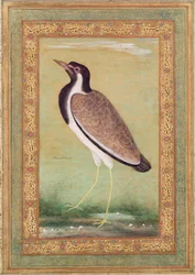 Indian Lapwing