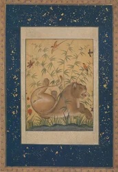 Lion at Rest