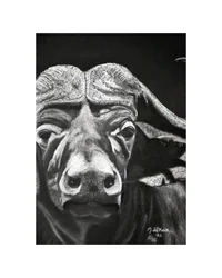 Buffalo