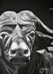 Bufalo