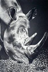 Powerful Rhino Grazing