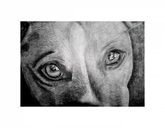 Soulful Dog Eyes