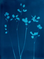 Little Flowers