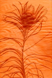 Peacock feather