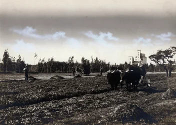 Plowing in Mussolinia, in the Province of Cagliari