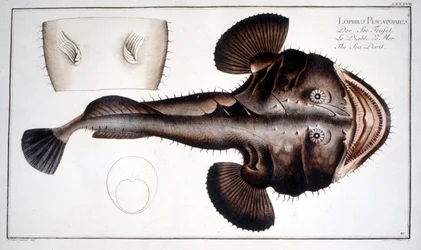Natural History Plate: The Lotte