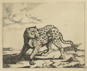 Leopard Standing to the Left, Head to the Right (Leopards)